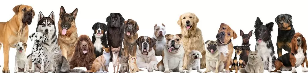 Top Banner 1024x243 2